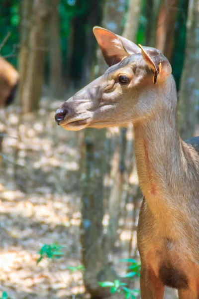 Söt Cervus Eldi Eller Siamese Eld Deer Panolia Eldii Också — Stockfoto