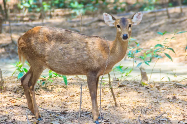 かわいいシカ Eldi または Thamin または眉鹿角鹿としても知られているシャムの太古の鹿 Panolia Eldii は東南アジアの先住民族の鹿の絶滅危惧種 — ストック写真