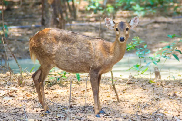 Cute Cervus Eldi Siamese Eld Deer Panolia Eldii Also Known — Stock Photo, Image