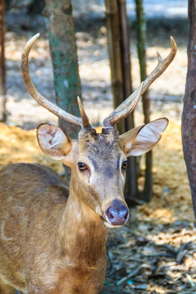 Söt Hog Rådjur Eller Cervus Porcinus Eller Axis Porcinus Den — Stockfoto