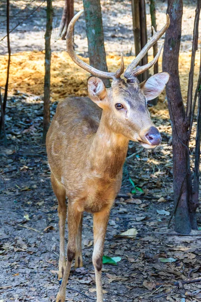 Söt Hog Rådjur Eller Cervus Porcinus Eller Axis Porcinus Den — Stockfoto