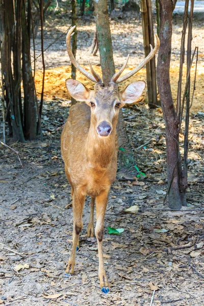 Söt Hog Rådjur Eller Cervus Porcinus Eller Axis Porcinus Den — Stockfoto