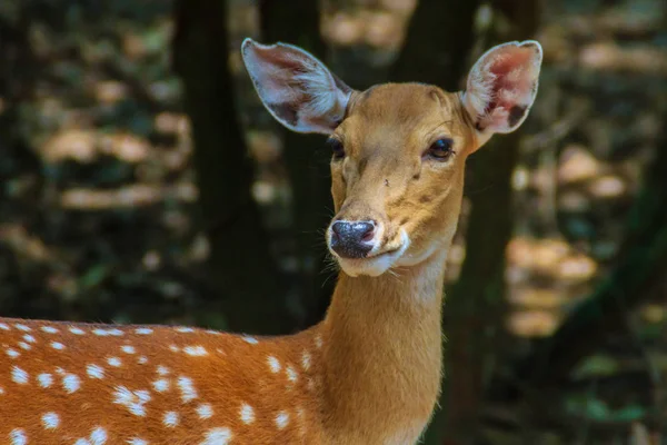 Cute Chital Spotted Deer Doe Axis Axis Forest — Stock Photo, Image