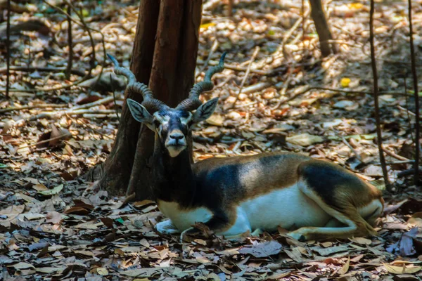Pato Negro Antilope Cervicapra Antílope Indio Bosque —  Fotos de Stock