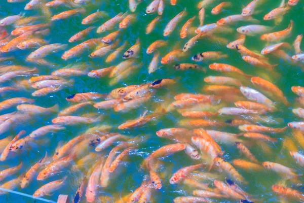 Escola Colorida Poleiro Vermelho Laranja Tilápia Vermelha Peixe Lagoa Água — Fotografia de Stock