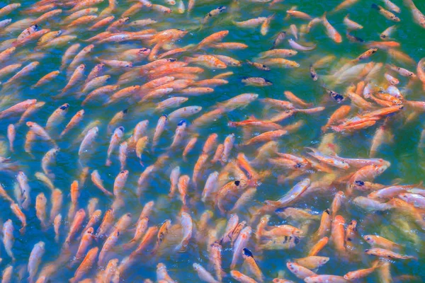 Escola Colorida Poleiro Vermelho Laranja Tilápia Vermelha Peixe Lagoa Água — Fotografia de Stock