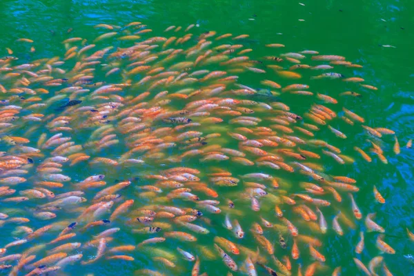 Escola Colorida Poleiro Vermelho Laranja Tilápia Vermelha Peixe Lagoa Água — Fotografia de Stock