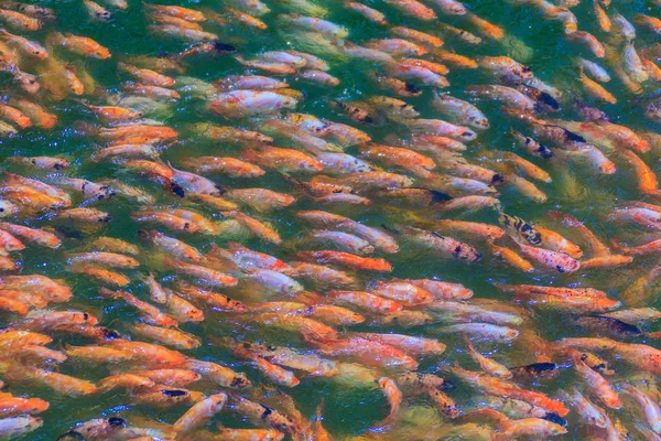 Escola Colorida Poleiro Vermelho Laranja Tilápia Vermelha Peixe Lagoa Água — Fotografia de Stock