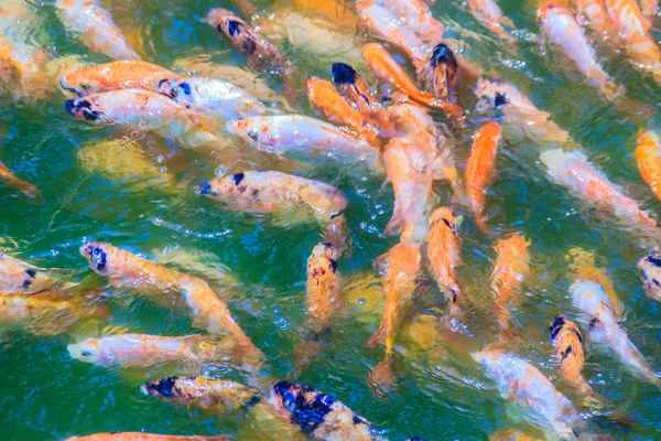 五颜六色的红 橙鲈鱼 红罗非鱼 鱼在淡水池塘里 红罗非鱼是从罗非鱼属中选择的基因突变体 — 图库照片