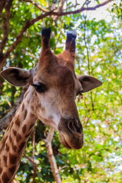 Close Giraffa Testa Giraffa Camelopardis Rothschildi Giraffa Giraffa Genere Mammiferi — Foto Stock