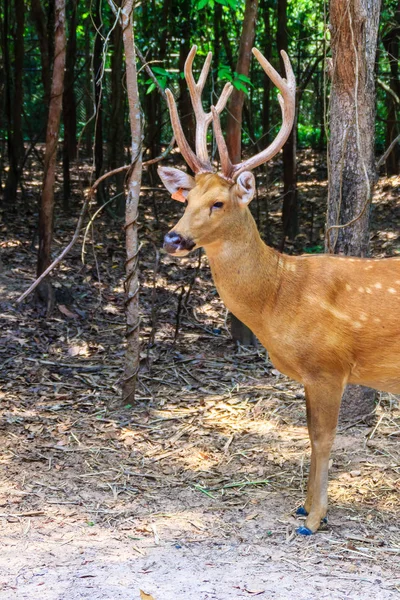 Söt Chital Eller Spotted Deer Doe Värdeaxeln Axel — Stockfoto