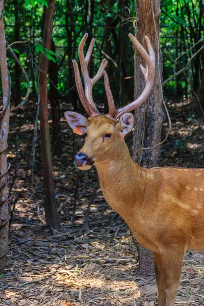 Söt Chital Eller Spotted Deer Doe Värdeaxeln Axel — Stockfoto