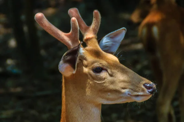 Söt Chital Eller Spotted Deer Doe Värdeaxeln Axel — Stockfoto