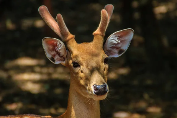 Lindo Ciervo Chital Moteado Eje Del Eje — Foto de Stock