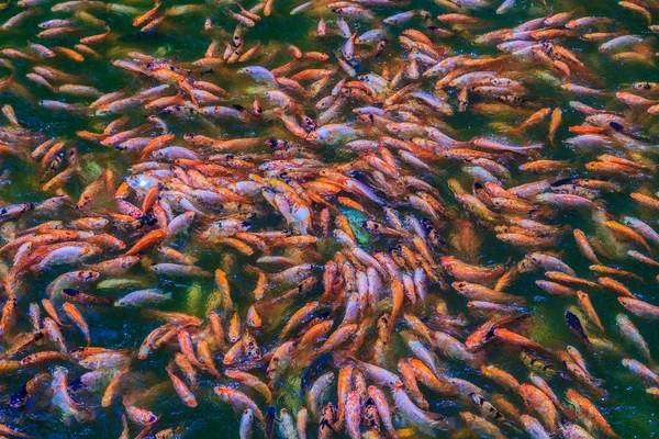 Escola Colorida Poleiro Vermelho Laranja Tilápia Vermelha Peixe Lagoa Água — Fotografia de Stock