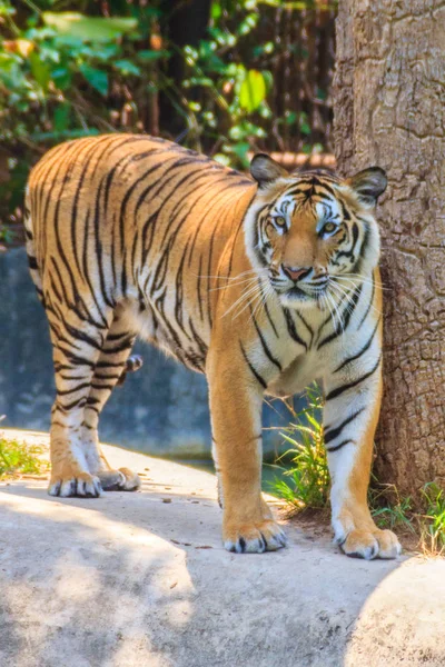 Tigre Indochino Tigre Corbett Panthera Tigris Corbetti Está Caminando — Foto de Stock