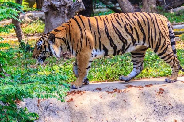 Tigre Indochino Tigre Corbett Panthera Tigris Corbetti Está Caminando — Foto de Stock