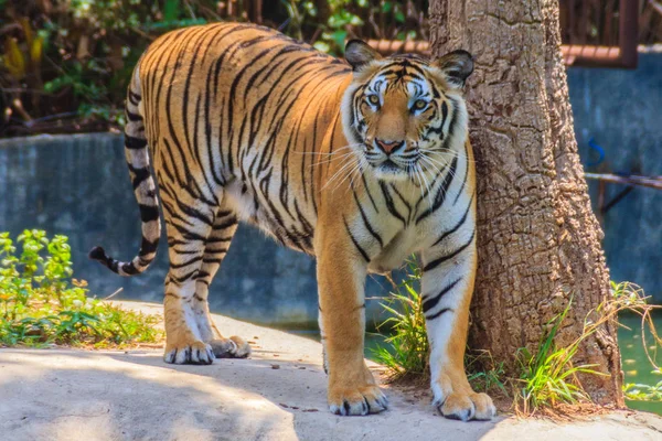 Tigre Indochino Tigre Corbett Panthera Tigris Corbetti Está Caminando — Foto de Stock