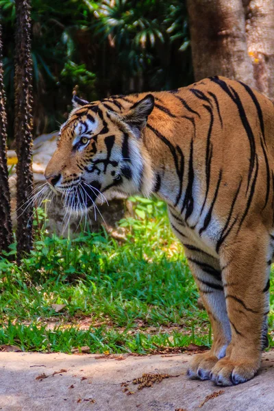 Tigre Indochino Tigre Corbett Panthera Tigris Corbetti Está Caminando — Foto de Stock