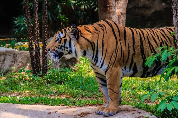 Tigre Indochino Tigre Corbett Panthera Tigris Corbetti Está Caminando — Foto de Stock