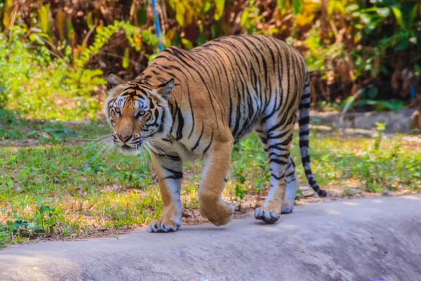 Tigre Indochino Tigre Corbett Panthera Tigris Corbetti Está Caminando — Foto de Stock