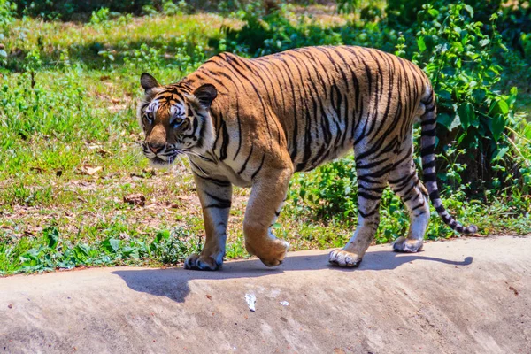 Indochinesische Tiger Oder Corbett Tiger Oder Panthera Tigris Corbetti Geht — Stockfoto