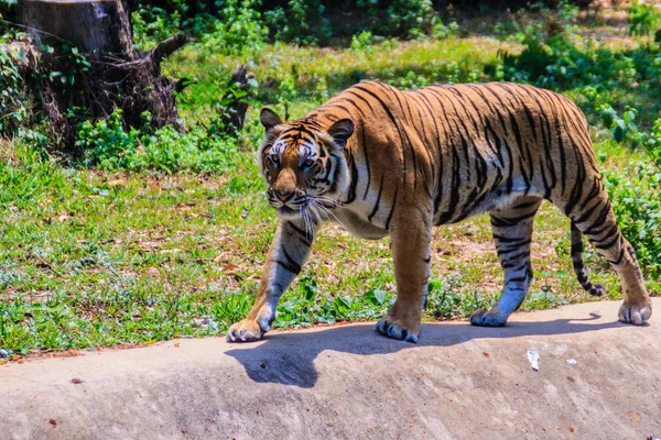 Tigre Indochino Tigre Corbett Panthera Tigris Corbetti Está Caminando — Foto de Stock