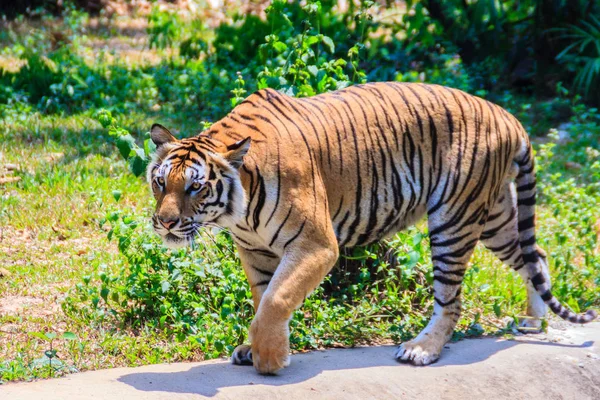 Indochinese Tiger Corbett Tiger Panthera Tigris Corbetti Walking — Stock Photo, Image