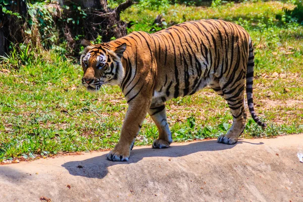 Tigre Indochino Tigre Corbett Panthera Tigris Corbetti Está Caminando — Foto de Stock