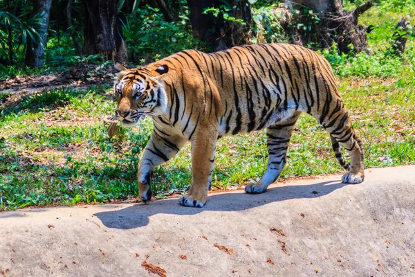 Tigre Indochino Tigre Corbett Panthera Tigris Corbetti Está Caminando — Foto de Stock