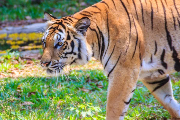 Tigre Indochino Tigre Corbett Panthera Tigris Corbetti Está Caminando — Foto de Stock