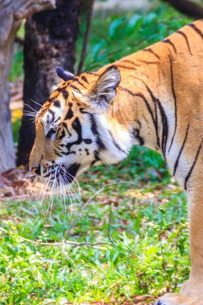 Tigre Indochino Tigre Corbett Panthera Tigris Corbetti Está Caminando — Foto de Stock