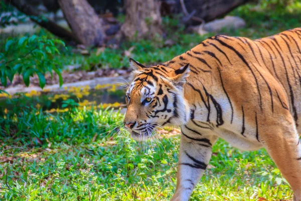 Tigre Indochino Tigre Corbett Panthera Tigris Corbetti Está Caminando — Foto de Stock