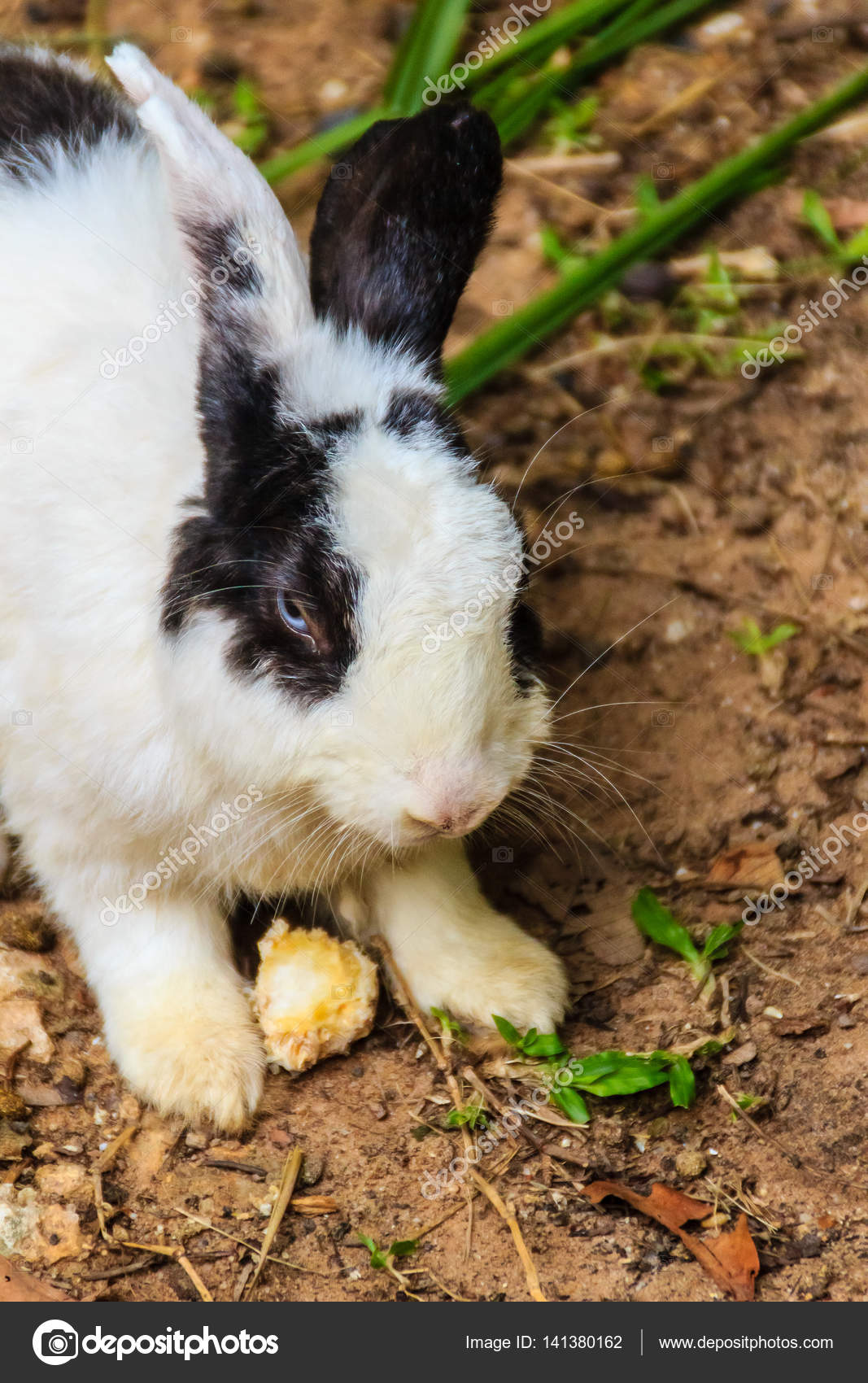 Cute Black White Rabbit Stock Photo by ©kampwit 141380162