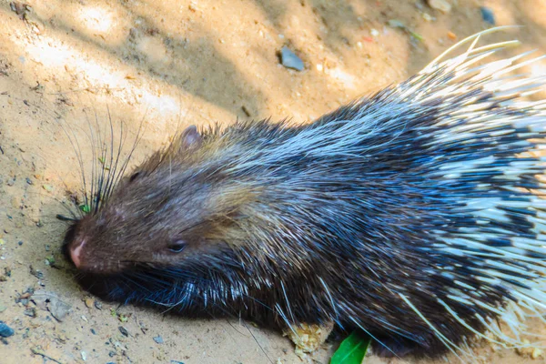 Puercoespín Malayo Lindo Puercoespín Del Himalaya Puercoespín Grande Hystrix Brachyur — Foto de Stock