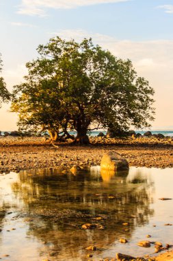 Rock plaj ve deniz suyu mavi gökyüzü ve bulutlu gün arka plan gerilemiştir zaman ağaç ile yalnız uzak ada