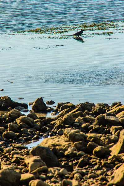 Unbekannter Vogel Auf Nahrungssuche Algen Meeresufer — Stockfoto