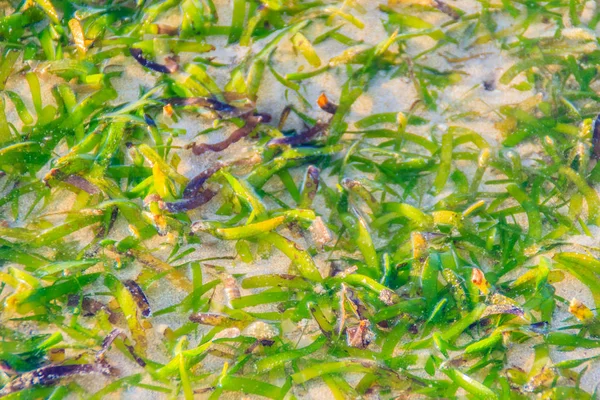 Grama Mar Verde Algas Marinhas Sob Águas Pouco Profundas — Fotografia de Stock