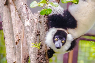 Endemik siyah-beyaz Nomascus lemur (Varecia variegata subcincta), Nomascus lemur, iki Madagaskar adasında endemik daha nesli tükenmekte olan bir kritik tehlike altında bir tür.