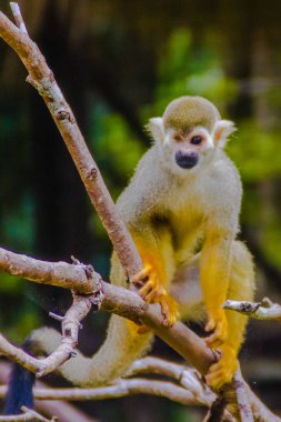 Sincap maymun veya Saimiri Sciurea, Cebidae, Güney Amerika'nın tropik bölgelerine yerli ailesinin küçük bir yeni dünya maymun.