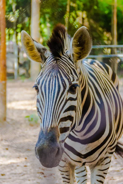 ゼブラ動物哺乳類では 奇妙な有蹄類 Eguus に分類 亜属は Hippotigris 例えばゼブラ虎 Dolichohippus タイプに分かれてください — ストック写真