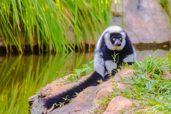 Lemure Arruffato Endemico Bianco Nero Varecia Variegata Subcincta Una Specie — Foto Stock