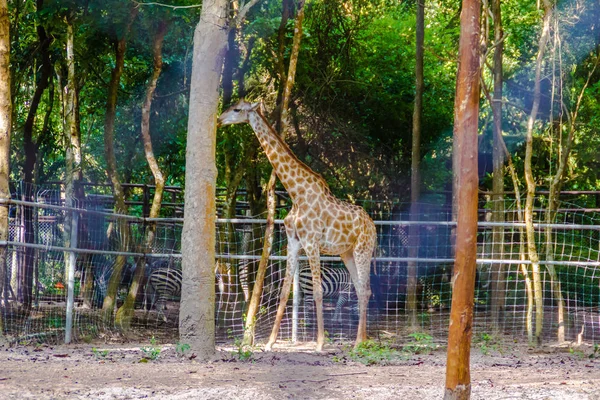 Giraffa Καμηλοπάρδαλη Στο Ζωολογικό Κήπο — Φωτογραφία Αρχείου