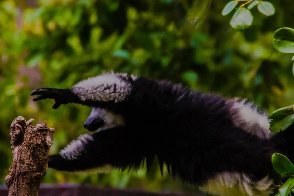 Lémure Rufo Preto Branco Endémico Varecia Variegata Subcincta Uma Espécie — Fotografia de Stock