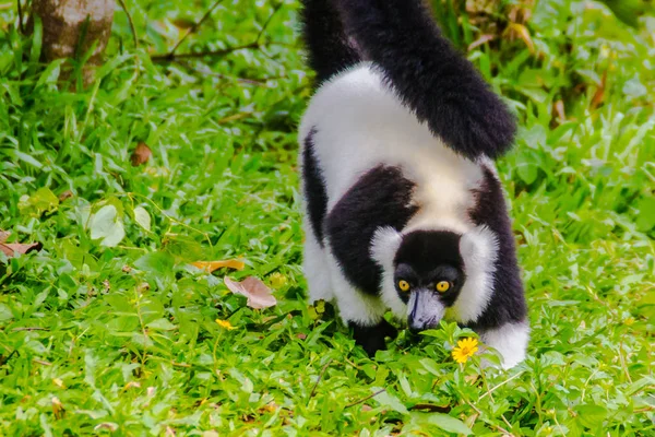 Endemiczne Lemur Wari Czarno Biały Varecia Variegata Subcincta Gatunkiem Krytycznie — Zdjęcie stockowe