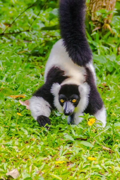 Endemiczne Lemur Wari Czarno Biały Varecia Variegata Subcincta Gatunkiem Krytycznie — Zdjęcie stockowe