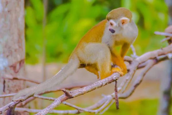 Σκίουρος Μαϊμού Saimiri Sciurea Μια Μικρή Μαϊμού Νέο Κόσμο Της — Φωτογραφία Αρχείου