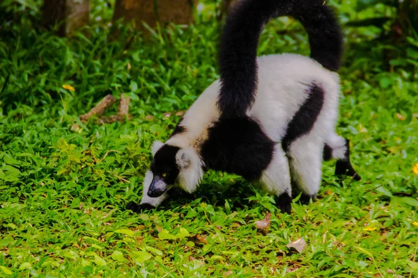 Endemiczne Lemur Wari Czarno Biały Varecia Variegata Subcincta Gatunkiem Krytycznie — Zdjęcie stockowe