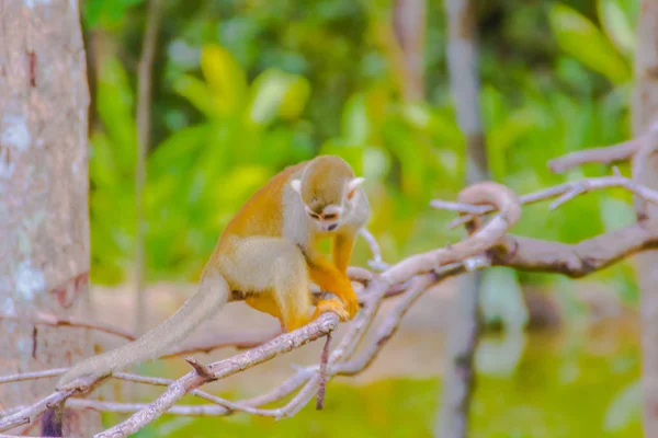 Saimiri Sciurea Pequeno Macaco Novo Mundo Família Cebidae Nativo Das — Fotografia de Stock