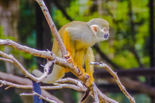 Singe Écureuil Saimiri Sciurea Petit Singe Nouveau Monde Famille Des — Photo